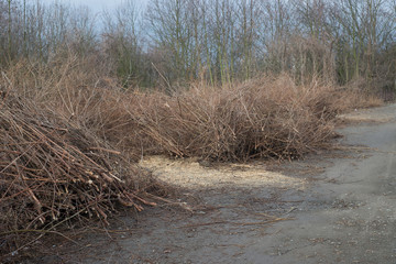 Cut brown leafless branches of trees bushes by road way in winter mud