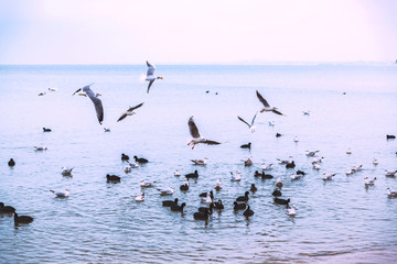 Gulls fly over the sea. Overcast weather. Mood. Flight. Birds