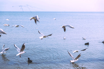 Gulls fly over the sea. Overcast weather. Mood. Flight. Birds