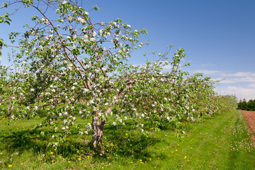 Fototapeta na wymiar Trees blooming in an apple orchard.