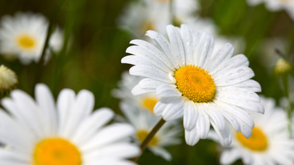 Fototapeta na wymiar Macro shot of big daisies. Flowers background.