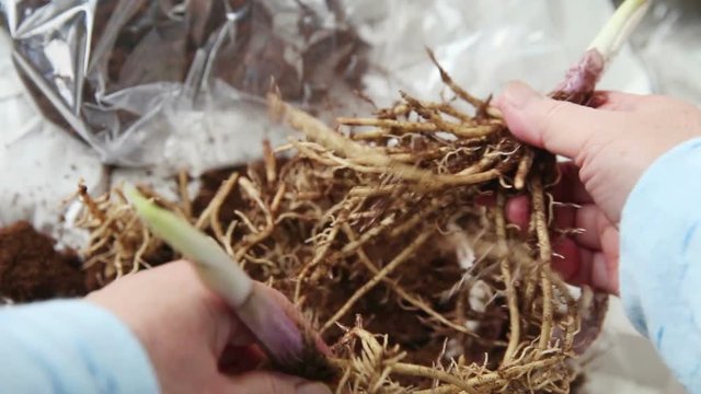 A woman pulls sprouted hosta plant roots apart