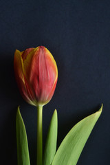 one red and yellow tulip on the dark background