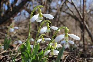 Snowdrops (Galanthus elwesii) appear very early, sometimes at the end of winter. Black Sea Coast (Ukraine).