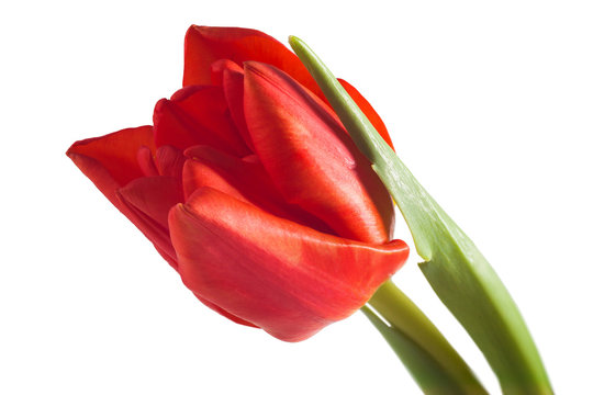 tulip red bouquet