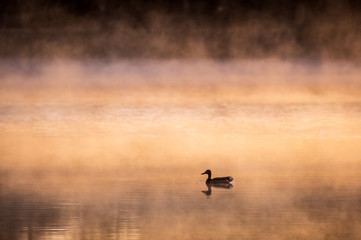 Ente im Nebel am See am Morgen 