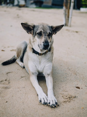Fototapeta na wymiar dog on beach