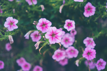 Fototapeta premium pink flower, tropical flower