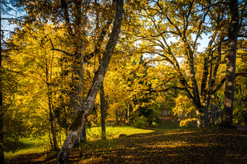 Colorful forest at fall in Estonia