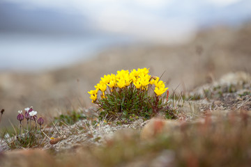 Flowers of Svalbard Bog saxifrage yellow (Saxifraga hirculus) in Svalbard. Flora arctic of Norway - 253797967