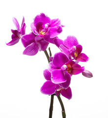  Beautiful delicate orchid flower as a symbol of spring.