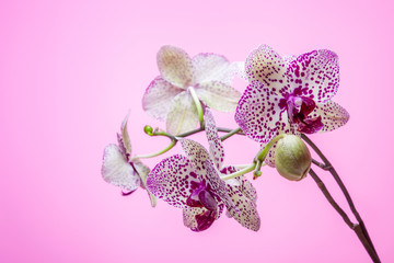  Beautiful delicate orchid flower as a symbol of spring.