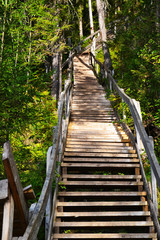 Fototapeta premium old wooden staircase in the forest