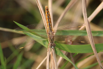 Ditch Jewel dragonfly. This picture was shoot on a bright sunny day.