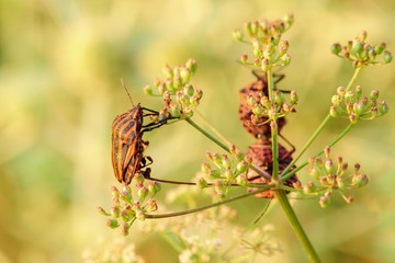 Striped beetles on small flowers - closeup 