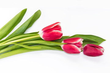 spring flowers tulips