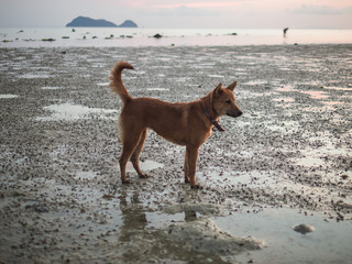 dog on the beach