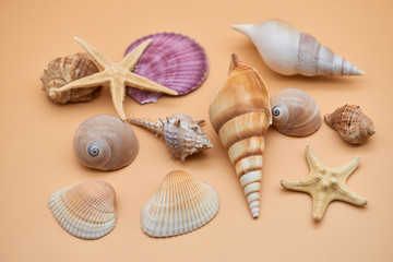 seashells and starfish on sand-beige background, flat lay