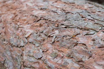 pine bark selective focus background