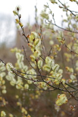 willow tree blooming, spring time tree, saint week flower