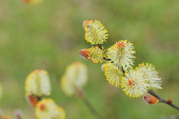 willow tree blooming, spring time tree, saint week flower