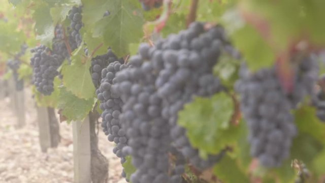 brouillard vigne focus