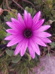 pink flower in the garden