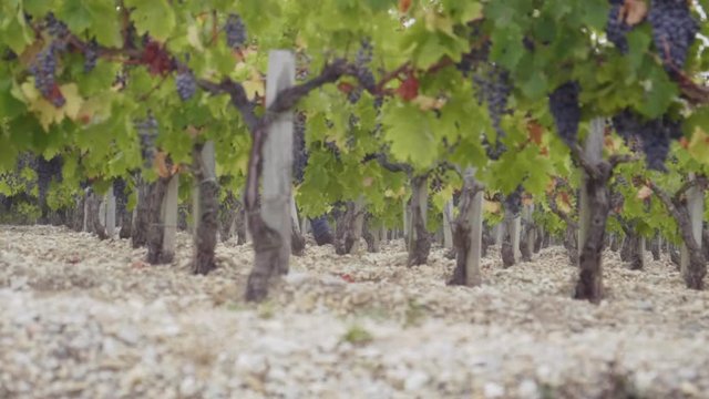 pied de vigne