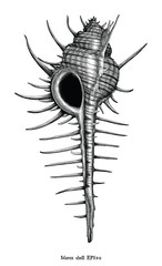 Antique engraving illustration of Murex shell black and white clip art isolated on white background