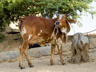 Cow standing near tree stump, Gadsisar Lake, Jaisalmer, Rajasthan, India - 253802569