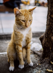 cat on a street