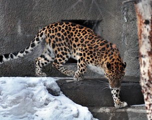 leopard on the rocks