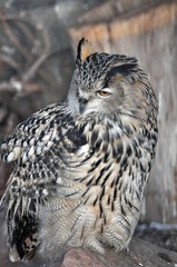 Big owl
