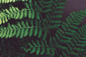 Green leaves of fern on a brown background.