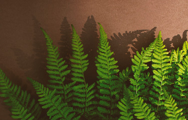 Green leaves of fern on a brown background.