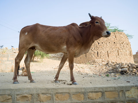 Cow standing near ruins of building, Gadsisar Lake, Jaisalmer, Rajasthan, India
