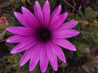 Obraz premium pink flower in the garden