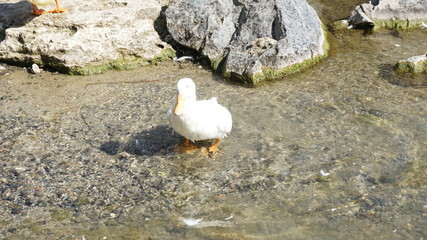 duck - image