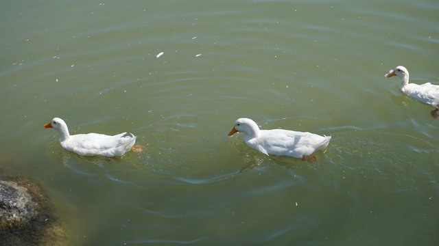 duck - image