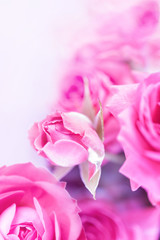 Obraz premium Closeup of fuchsia roses soft blur bokeh texture in pastel colors for a background. Copy space.
