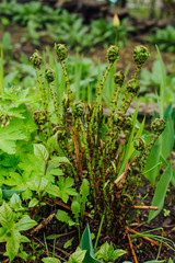 Young green curly leaves of ferns in the forest