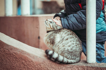 The child caresses a striped gray cat on the street. The child is dressed in a warm jacket, the weather is cold.
