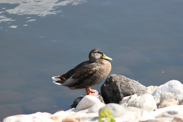 Duck on rock