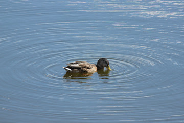 duck in water