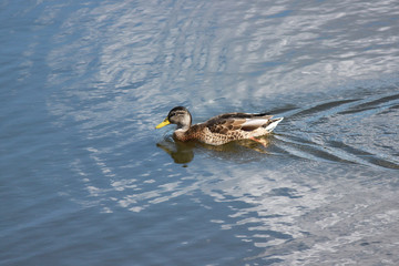 female mallard duck