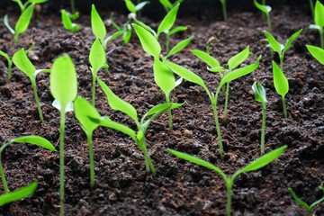 Young green seedling growing in a soil.