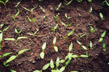 Small young green sprouts on the ground, above view on plantation