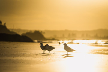 Birds at the beach of Byron Bay