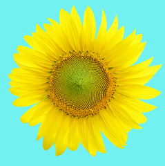 Fototapeta premium Słoneczniki kwitnące na jasnym niebie, na tle bule.