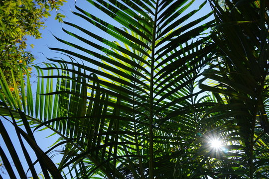 Babassu (Attalea speciosa) with sky view,Background.